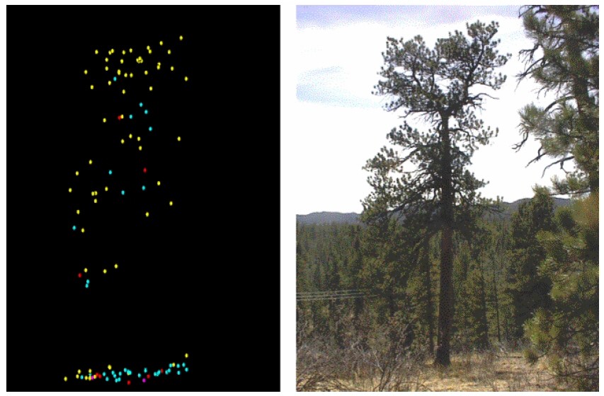 lidar tree