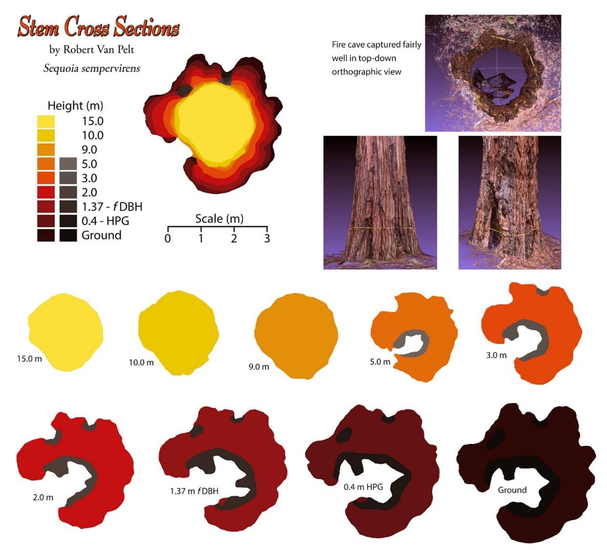 Redwood tree model from SfM