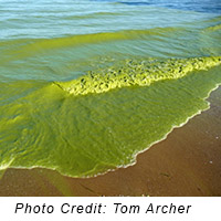 Algae Bloom