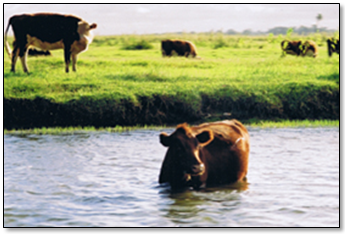 Cows Grazing